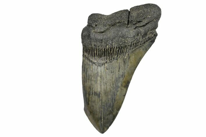 Partial Megalodon Tooth - South Carolina #149160